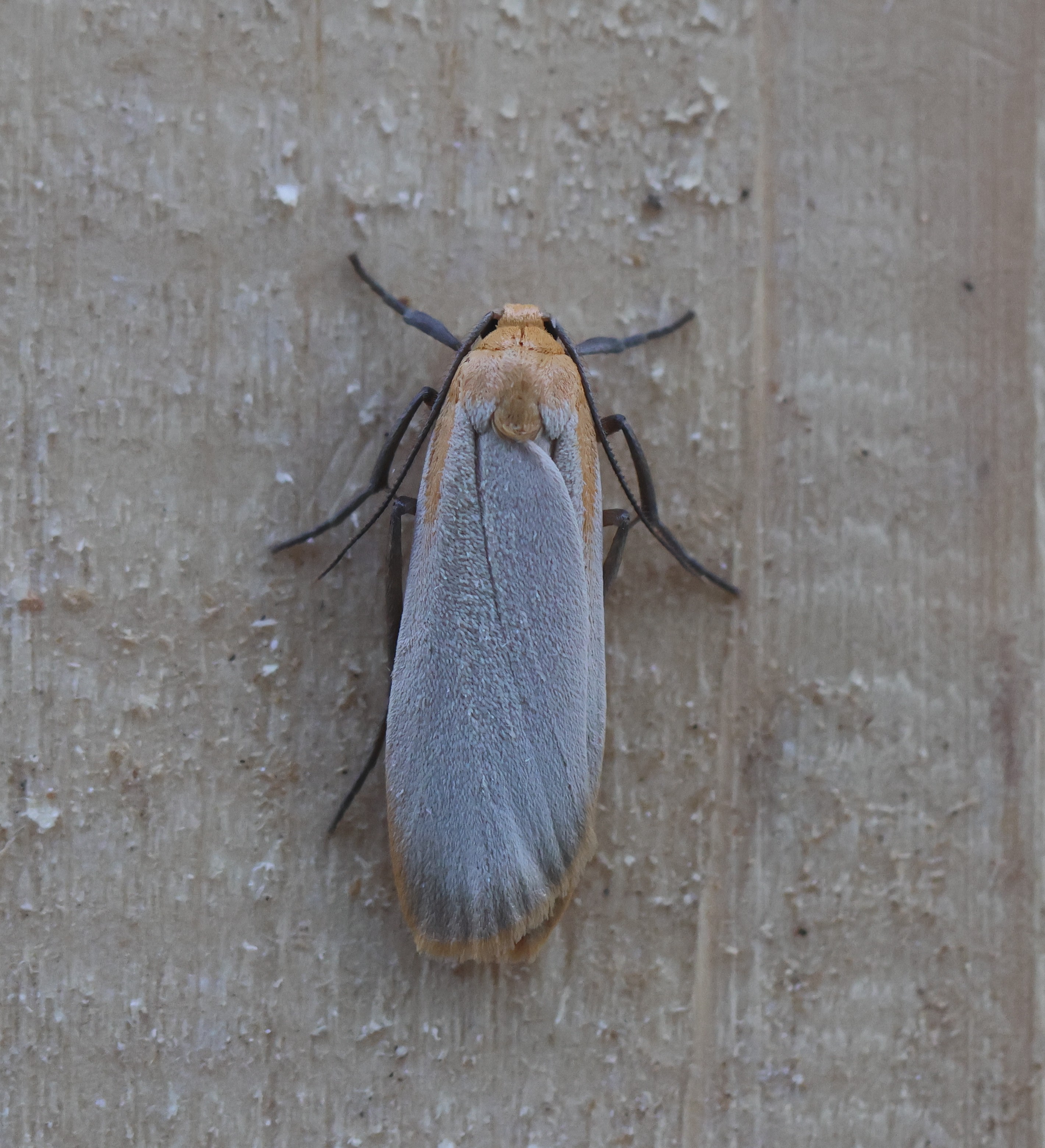 Photo of Buff Footman (Eilema depressa)